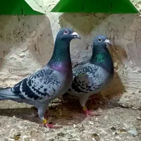 کبوتر مسافتی نصل نشسته