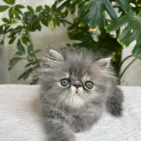 دنیای گربه های پرشین ( در تمامی رنگ ها )|گربه|اصفهان, جلفا|دیوار