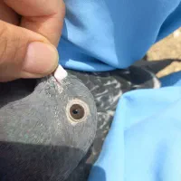 جفت نروماده|پرنده|زهک, |دیوار