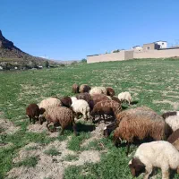 میش و بره گوسفند