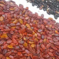 تخمه هندوانه صادراتی