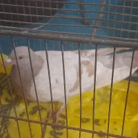 کبوتر کاغذی نر