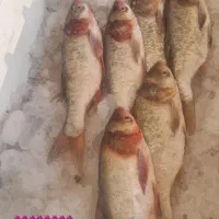 ماهی قزل وحشی|ماهی|خمینی‌شهر, |دیوار