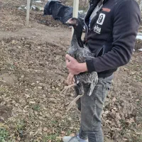 مرغ و خروس|حیوانات مزرعه|تهران, امام زاده عبدالله|دیوار