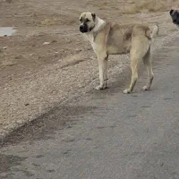 سگ‌گمشده