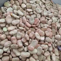 باقالی بزری و خوراکی