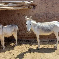 الاغ ماده با کره۵ ماهه