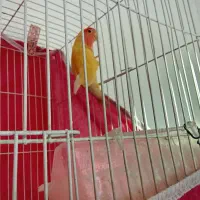 یک عروس هلندی نر و کوتوله برزیلی نر|پرنده|اسفراین, |دیوار