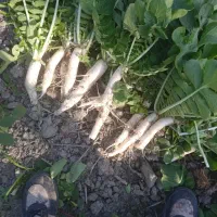 طرب سفید قرمز|خوردنی و آشامیدنی|بندر گز, |دیوار