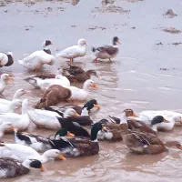 اردک پرورشی