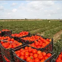 فروش و خرید گوجه