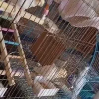 عروس هلندی سخنگو