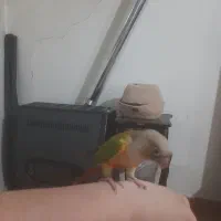 پرنده سخنگو نر فوقالعاده سالم،معاوضه دارم|پرنده|بومهن, |دیوار