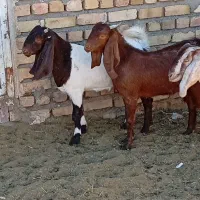 11راس  کولار بزغاله بزرگ|حیوانات مزرعه|شهرآباد, |دیوار