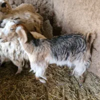 فروش ۴راس بز|حیوانات مزرعه|آباده, |دیوار