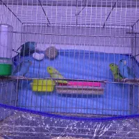 طوطی پروتلت بندانگشتی