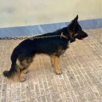 سگ ژرمن نر فروش یا معاوضه با گوشی یا دوچرخه