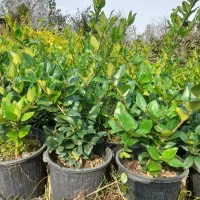 گلهایی زیبا برای فضا سازی حیاط|گل و گیاه طبیعی|چابکسر, |دیوار