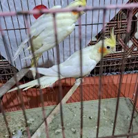 لوتینو نروماده توافقی