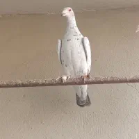 طوقی|پرنده|محمدیه-قزوین, |دیوار