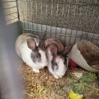 فروش خرگوش|موش و خرگوش|شهریار, شهریار|دیوار