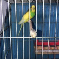 مرغ عشق|پرنده|رشت, گلزاران|دیوار