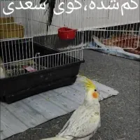 عروس‌ هلندی