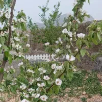 فروش باغچه زیبا و بکر|فروش زمین و ملک کلنگی|شیراز, حومه شیراز|دیوار