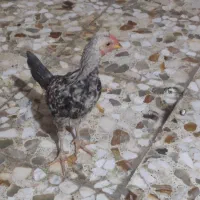 مرغ گلین با دو خروس چهل تاج نیمچه