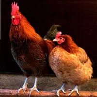 مرغ وخروس محلی