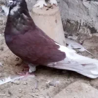 پر مغز دار اصفهانی