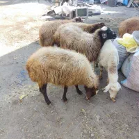 گوسفند|حیوانات مزرعه|ارشق, |دیوار