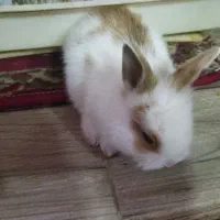 خرگوش|موش و خرگوش|خورموج, |دیوار