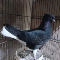 کفترزاغ دمسفید ورنگی