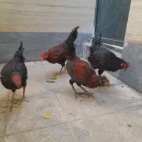 ۴ عدد خروس محلی عصل به فروش میرسد|حیوانات مزرعه|شیراز, جانبازان|دیوار
