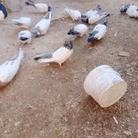 کبوتر کله دار|پرنده|کبودرآهنگ, |دیوار