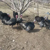 بوقلمون|حیوانات مزرعه|نوشین شهر, |دیوار