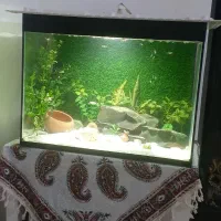 آکواریوم|ماهی|قدس, شهرقدس|دیوار