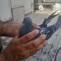 کفتر پلاکی فروشی