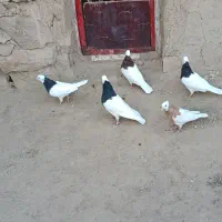 کبوتر طوقی|پرنده|عطاملک, |دیوار