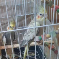 عروس هلندی جفت مولد