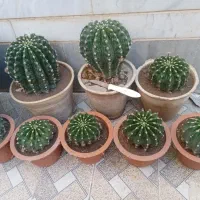 انواع گل های طبیعی|گل و گیاه طبیعی|بناب, |دیوار