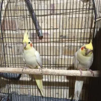 جفت عروس مولد|پرنده|بیرجند, |دیوار