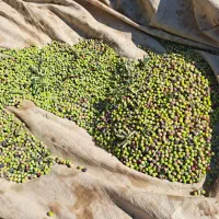 روغن زیتون درختان آربیکن|خوردنی و آشامیدنی|گیلوان, |دیوار