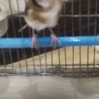 سهره ماده جوجه قفس