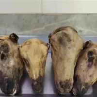 سیرابی و کله پاچه