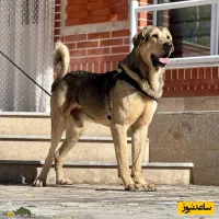 سگ ژرمن گم شده
