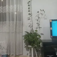 گل پتوس طبیعی با گلدون وپایه|گل و گیاه طبیعی|ری, |دیوار