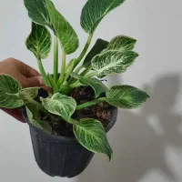 برکین و بنسای