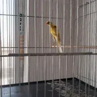 قناری ماده